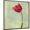 Red Tulip II-Judy Stalus-Mounted Art Print