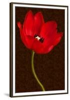 Red Tulip III-Christine Zalewski-Framed Premium Giclee Print