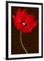 Red Tulip III-Christine Zalewski-Framed Premium Giclee Print