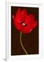 Red Tulip III-Christine Zalewski-Framed Premium Giclee Print