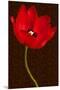 Red Tulip III-Christine Zalewski-Mounted Premium Giclee Print