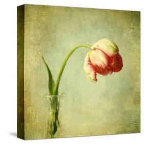 Red Tulip III-Judy Stalus-Stretched Canvas