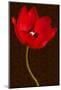 Red Tulip III-Christine Zalewski-Mounted Art Print