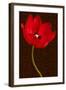 Red Tulip III-Christine Zalewski-Framed Art Print