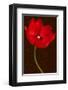 Red Tulip III-Christine Zalewski-Framed Art Print