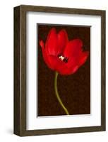 Red Tulip III-Christine Zalewski-Framed Art Print