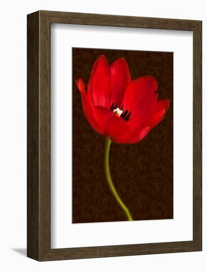 Red Tulip III-Christine Zalewski-Framed Art Print