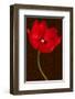 Red Tulip III-Christine Zalewski-Framed Art Print