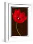 Red Tulip III-Christine Zalewski-Framed Art Print