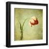 Red Tulip III-Judy Stalus-Framed Art Print