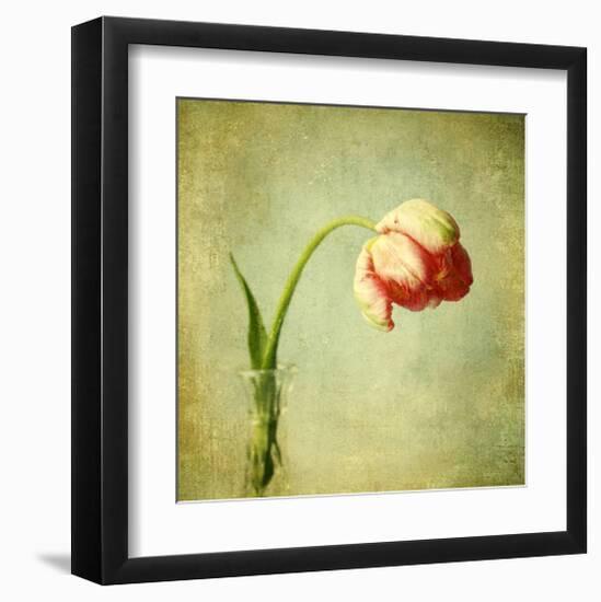 Red Tulip III-Judy Stalus-Framed Art Print