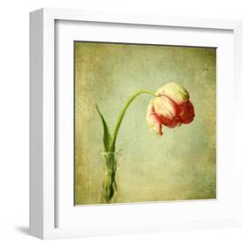 Red Tulip III-Judy Stalus-Framed Art Print