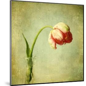 Red Tulip III-Judy Stalus-Mounted Art Print