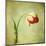 Red Tulip III-Judy Stalus-Mounted Art Print