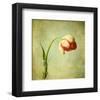 Red Tulip III-Judy Stalus-Framed Art Print