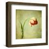 Red Tulip III-Judy Stalus-Framed Art Print