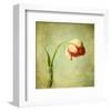 Red Tulip III-Judy Stalus-Framed Art Print