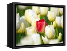 Red tulip in a field of white tulips-Craig Tuttle-Framed Stretched Canvas