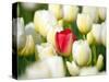 Red tulip in a field of white tulips-Craig Tuttle-Stretched Canvas