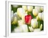 Red tulip in a field of white tulips-Craig Tuttle-Framed Photographic Print