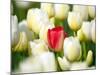 Red tulip in a field of white tulips-Craig Tuttle-Mounted Photographic Print