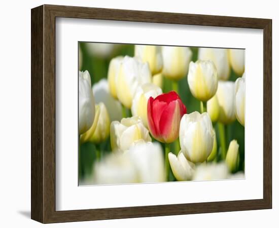 Red tulip in a field of white tulips-Craig Tuttle-Framed Photographic Print