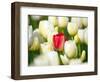 Red tulip in a field of white tulips-Craig Tuttle-Framed Photographic Print