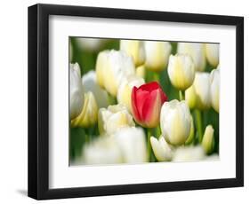 Red tulip in a field of white tulips-Craig Tuttle-Framed Photographic Print