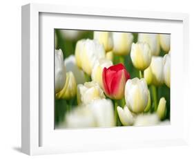 Red tulip in a field of white tulips-Craig Tuttle-Framed Photographic Print