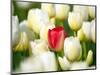 Red tulip in a field of white tulips-Craig Tuttle-Mounted Photographic Print