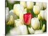 Red tulip in a field of white tulips-Craig Tuttle-Stretched Canvas