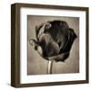 Red Tulip in Black Shades I-Christine Zalewski-Framed Art Print