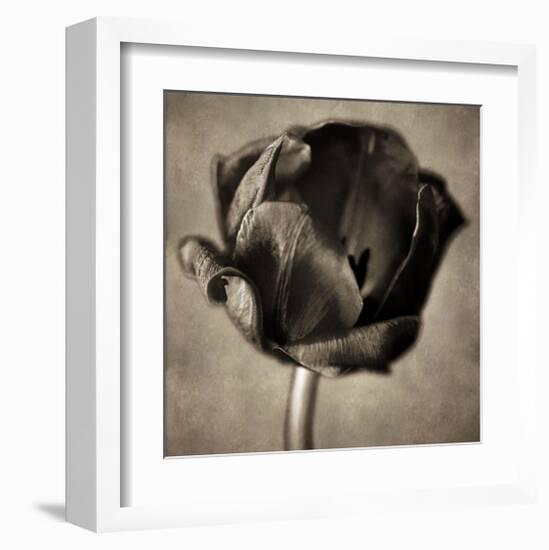 Red Tulip in Black Shades I-Christine Zalewski-Framed Art Print