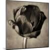 Red Tulip in Black Shades I-Christine Zalewski-Mounted Art Print