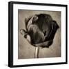 Red Tulip in Black Shades I-Christine Zalewski-Framed Art Print