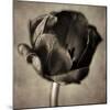 Red Tulip in Black Shades I-Christine Zalewski-Mounted Art Print