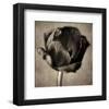 Red Tulip in Black Shades I-Christine Zalewski-Framed Art Print