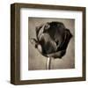 Red Tulip in Black Shades I-Christine Zalewski-Framed Art Print