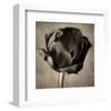 Red Tulip in Black Shades I-Christine Zalewski-Framed Art Print