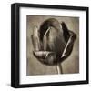 Red Tulip in Black Shades II-Christine Zalewski-Framed Art Print