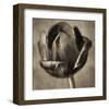 Red Tulip in Black Shades II-Christine Zalewski-Framed Art Print