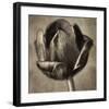 Red Tulip in Black Shades II-Christine Zalewski-Framed Art Print