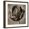 Red Tulip in Black Shades II-Christine Zalewski-Framed Art Print