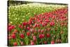 Red Tulip in Bloom-Richard T. Nowitz-Stretched Canvas