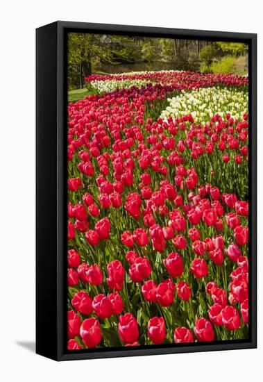 Red Tulip in Bloom-Richard T. Nowitz-Framed Stretched Canvas