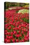 Red Tulip in Bloom-Richard T. Nowitz-Stretched Canvas