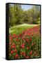 Red Tulip in Bloom-Richard T. Nowitz-Framed Stretched Canvas