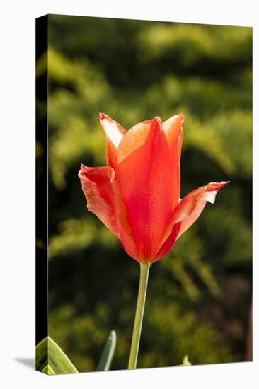 Red Tulip in Bloom-Richard T. Nowitz-Stretched Canvas