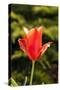 Red Tulip in Bloom-Richard T. Nowitz-Stretched Canvas