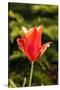 Red Tulip in Bloom-Richard T. Nowitz-Stretched Canvas